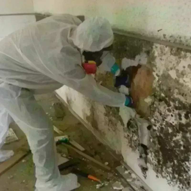 Mold Remediation and Removal in New Boston, TX